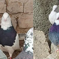 کبوتر طوقی|پرنده|آبیک, |دیوار