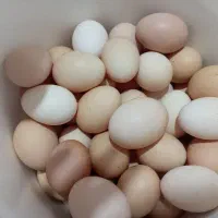 تخم مرغ طبیعی