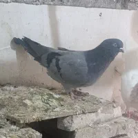 صحرایی|پرنده|کبودرآهنگ, |دیوار