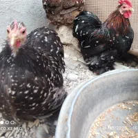 مرغ و خروس محلی ، کوشین و یک جفت لهستانی|حیوانات مزرعه|خورموج, |دیوار