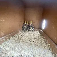 عروس هلندی|پرنده|مشهد, عامل|دیوار