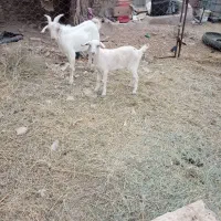 فروش دوراس بزغاله نروماده سانن|حیوانات مزرعه|فردوس (خراسان), |دیوار