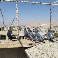 کفتر۸تا پلاکی دست اولی|پرنده|شیراز, قلعه نو|دیوار