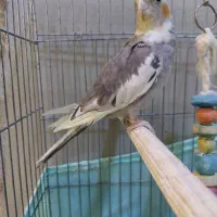 عروس هلندی ۹ ماهه نر و ماده