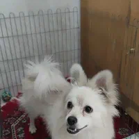 سگ پامر|سگ|یزد, |دیوار