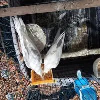 یک جفت البینو دوکت