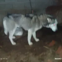 سگ هاسکی ماده