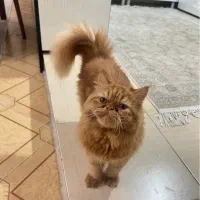 گربه پرشین اصل