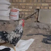 خروس لهستانی و رسمی|حیوانات مزرعه|بهار, |دیوار