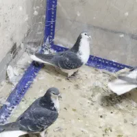 دمگیر سینه واز بومی و نقره ای و زره ای