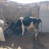 گوساله هلشتایین ماده|حیوانات مزرعه|سنندج, |دیوار