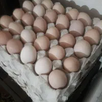 فروش تخم مرغ تازه تعداد بالا  نطفه دار وخوراکی