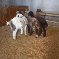 زل مرغ کود گوسفندگاو|گل و گیاه طبیعی|خمینی‌شهر, |دیوار