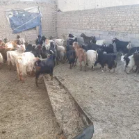 بز و چپش|حیوانات مزرعه|بشاریات, |دیوار