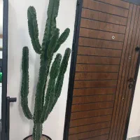 گل آپارتمانی با زیرگلدانی