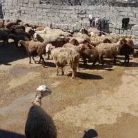 کره شیر دوغ ماست تخم مرغ محلی
