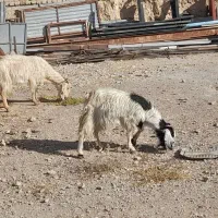 یک جفت بز|حیوانات مزرعه|سمنان, |دیوار