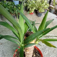 بونسای یوکا