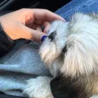 سگ مالتیز سفید