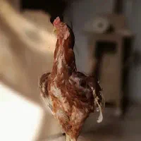 خروس مرغ و جوجه لاری