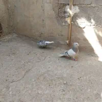 کفتر فروشی دم سفید و طوقی و ابلق|پرنده|شیراز, شاه قلی بیگی|دیوار
