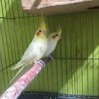 جفت مولد عروس هلندی لوتینو اماده تخمگذاری(معاوضه)