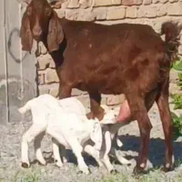 بز کهره افغان دو کیلو شیر موقعیت جیرفت قابل ارسال