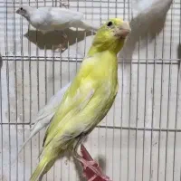 قناری جوان تن نخورد یک جفت نر لیمویی ماده سفید