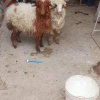 گوسفند یا بره نروماده