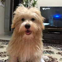 فروشی سگ|سگ|محمدیه-قزوین, |دیوار