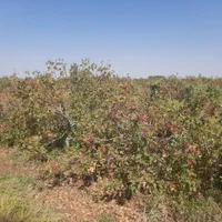 فروش 14 هکتار باغ پسته ورامین جواد آباد|فروش دفتر صنعتی، کشاورزی، تجاری|جوادآباد, |دیوار