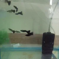 ۸ عدد ماهی گوپی فول بلک|ماهی|تهران, والفجر (افسریه)|دیوار