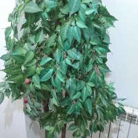 درختچه مصنوعی دیزاین لابی،روف گاردن..