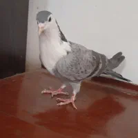 کفتر ریش|پرنده|کرباسک, |دیوار