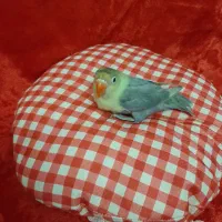 طوطی برزیلی خوشگل|پرنده|تهران, امانیه|دیوار