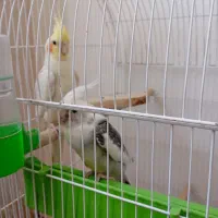 عروس هلندی|پرنده|خواف, |دیوار