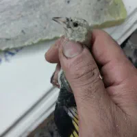 جوجه سهره رسمی نر تعویض با دوچرخه دخترانه|پرنده|تهران, بازار|دیوار