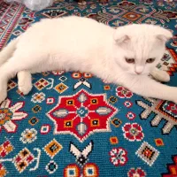گربه اسکاتیش|گربه|شیراز, ارم|دیوار