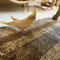 یه جفت طوطی عروس دستی نر و ماده تخم گذار|پرنده|قم, عمار یاسر|دیوار