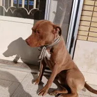 واگذاری سگ پیت بول قیمت۱۶ت|سگ|آباده, |دیوار