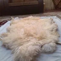 پوست گوسفندی دباغی شده|صنایع دستی و سایر لوازم تزئینی|تهران, دردشت|دیوار
