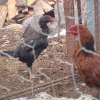 مرغ لاری جوجه لاری خروس