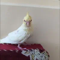 جوجه عروس هلندی