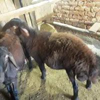 فروش فوری نرگشتاری