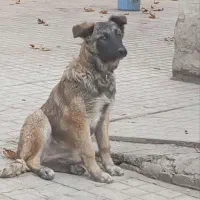 واگذاری دو عدد سگ ماده