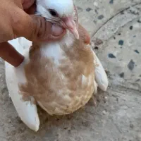 کبوتر|پرنده|جم, |دیوار