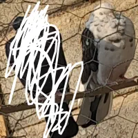 کبوتر وکفتر  باخت رفته