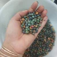 بنه سبزو درشت|خوردنی و آشامیدنی|شیراز, عادل آباد|دیوار