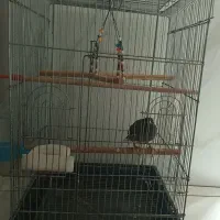 مرغ مینا سخنگو