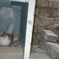کفتر جفت ساده نر کاکلی دم تخم
